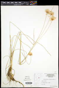 Eriophorum virginicum image