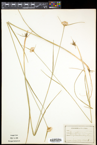 Eriophorum virginicum image