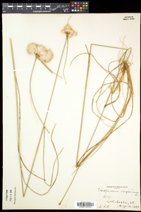 Eriophorum virginicum image