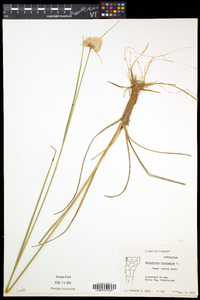 Eriophorum virginicum image