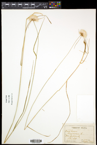 Eriophorum virginicum image