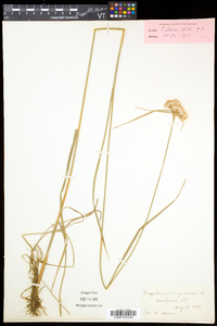 Eriophorum virginicum image