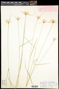 Eriophorum virginicum image