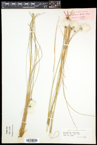 Eriophorum vaginatum image