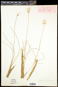 Eriophorum vaginatum subsp. spissum image