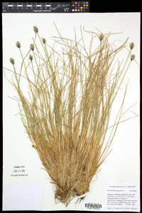 Eriophorum vaginatum subsp. spissum image