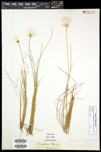 Eriophorum vaginatum image