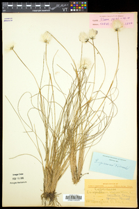 Eriophorum vaginatum image