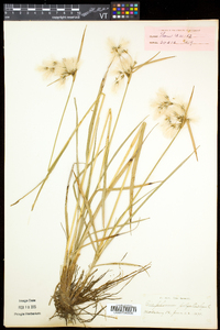 Eriophorum viridicarinatum image