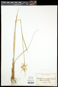 Eriophorum viridicarinatum image