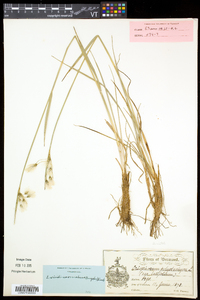 Eriophorum viridicarinatum image