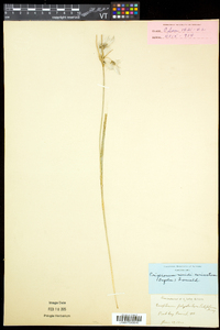 Eriophorum viridicarinatum image