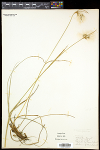 Eriophorum viridicarinatum image