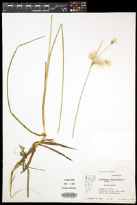 Eriophorum viridicarinatum image