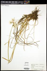 Eriophorum viridicarinatum image