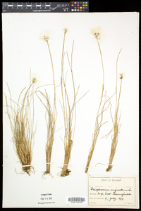 Eriophorum vaginatum image