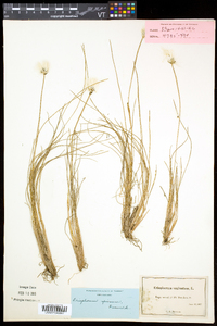 Eriophorum vaginatum image