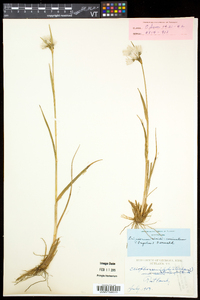 Eriophorum viridicarinatum image