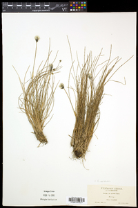 Eriophorum vaginatum subsp. spissum image