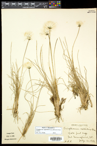 Eriophorum vaginatum image