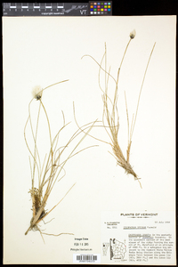 Eriophorum vaginatum image