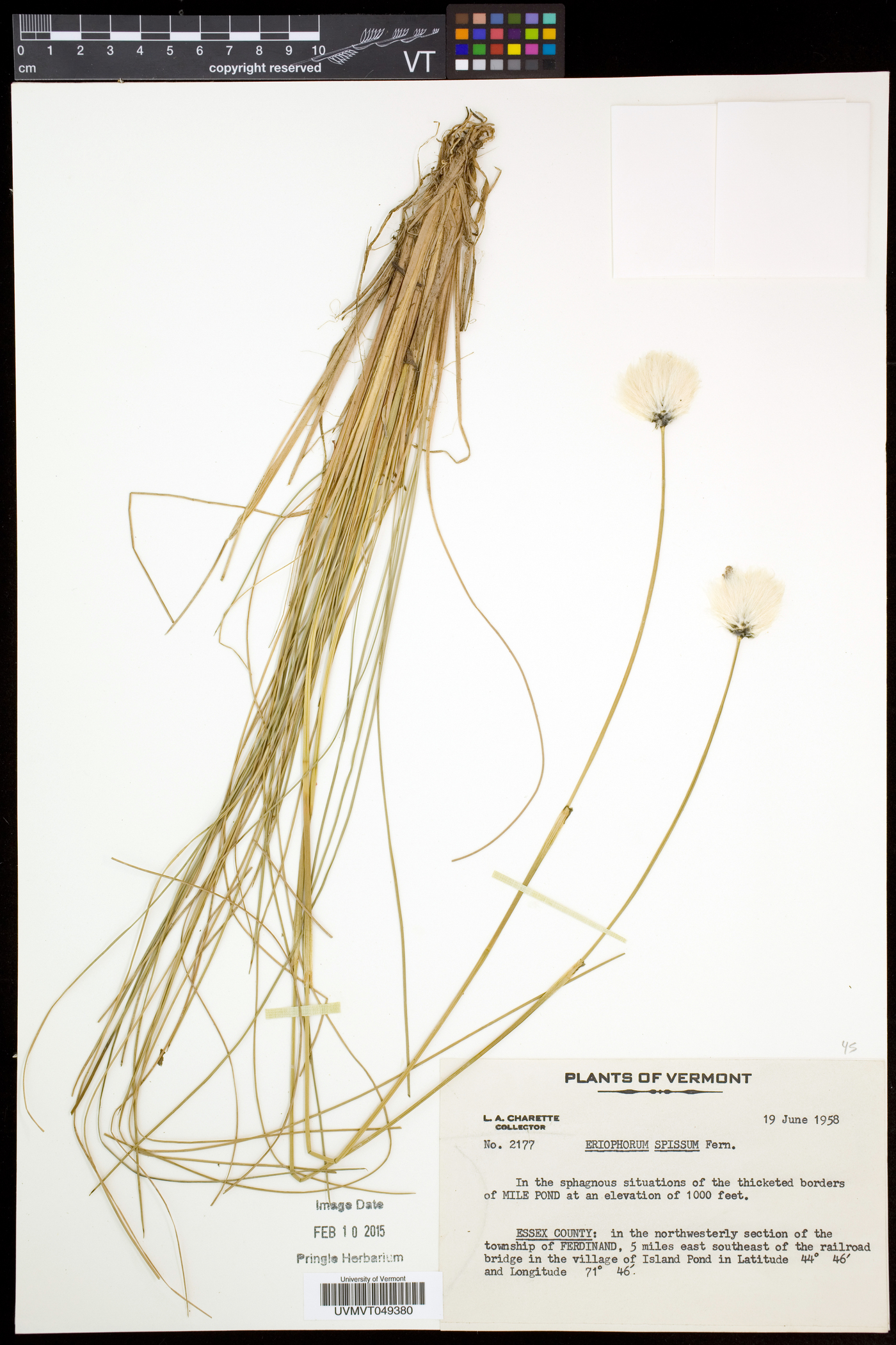 Eriophorum vaginatum subsp. spissum image