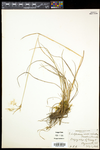 Eriophorum viridicarinatum image