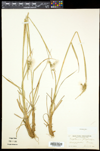 Eriophorum angustifolium image