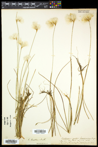 Eriophorum tenellum image