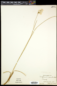 Eriophorum tenellum image