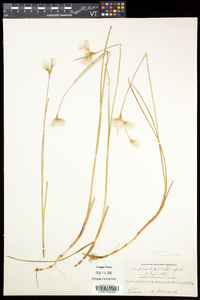 Eriophorum tenellum image