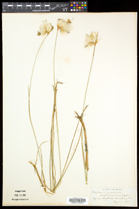 Eriophorum tenellum image