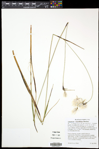 Eriophorum angustifolium image