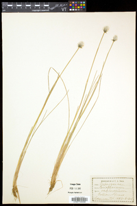 Eriophorum vaginatum subsp. spissum image