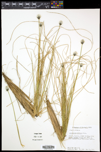 Eriophorum vaginatum image