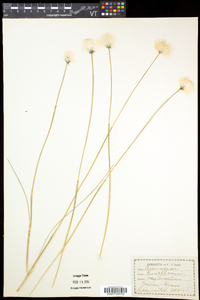 Eriophorum vaginatum image