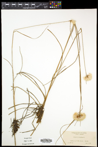 Eriophorum virginicum image