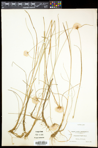 Eriophorum virginicum image