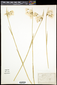 Eriophorum viridicarinatum image