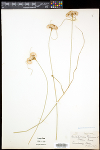 Eriophorum virginicum image