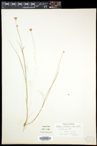 Rhynchospora alba image