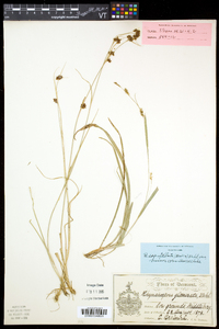 Rhynchospora capitellata image