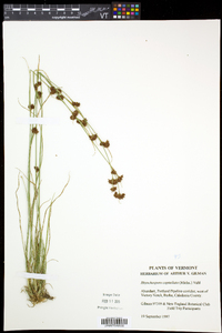 Rhynchospora capitellata image