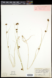 Rhynchospora capitellata image