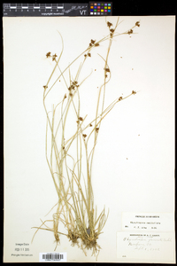 Rhynchospora capitellata image