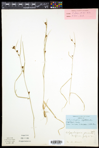 Rhynchospora capitellata image