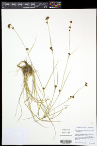 Rhynchospora capitellata image