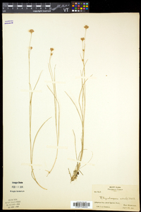 Rhynchospora alba image