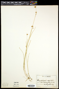 Rhynchospora alba image