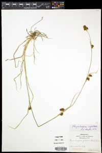 Rhynchospora capitellata image